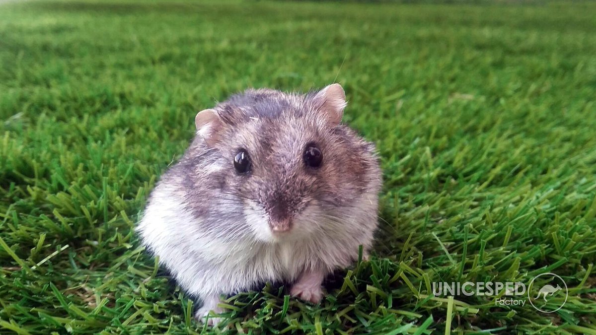 unicesped's tweet photo. ¡El #céspedartificial gusta a todos! 
Disfruta de su comodidad con la familia al completo.🐭🌿 #FelizMiercoles https://t.co/KXpCHX3EPq
