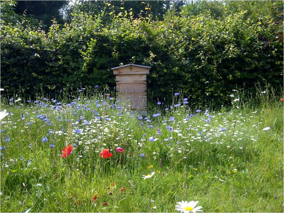 Bees like to binge on one type of flower in one area to save energy, so planting in large groups or 'pollinator patches' attracts them!
