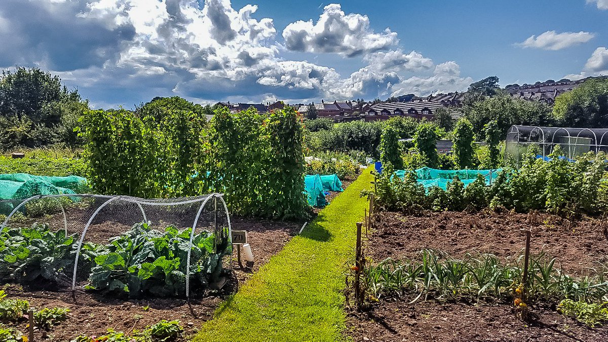 ExeterCouncil's tweet photo. It's #nationalallotmentweek this week! Did you know we have over 20 different allotment sites across the city with over 1400 tenants? https://t.co/TiLNrHU8mb
