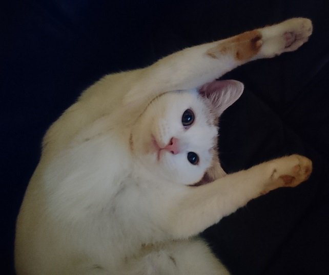 KernelKat's tweet image. Happy #whiskerswednesday everyone! Enter our #Competition to win a FREE 5L bag of KernelKat facebook.com/kernelkat/ #CatsOfTwitter #cats