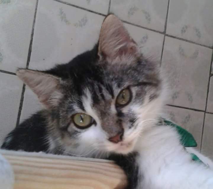 #primeiroimpacto meu Ninho😍 Recife PE