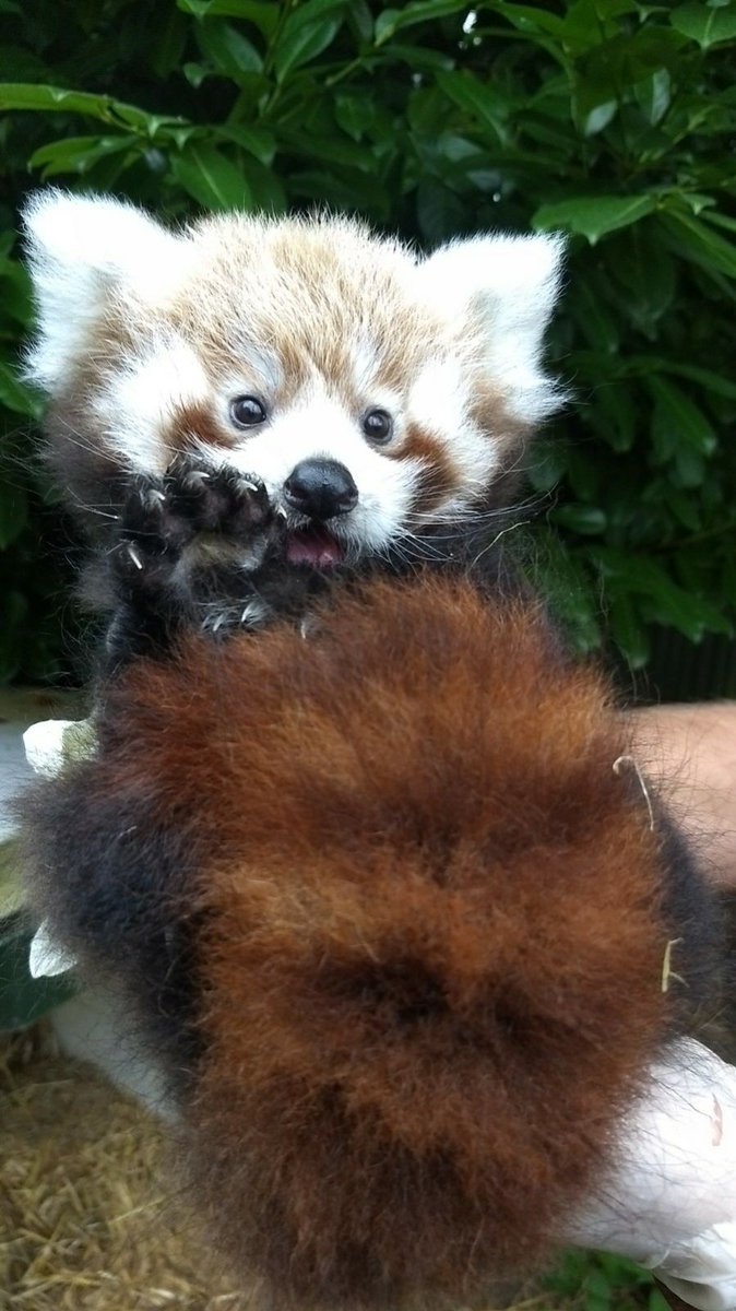 Dierenrijk's tweet photo. Rode panda zwaait naar jullie! #rodepanda #schattig #ontworming https://t.co/Q83kus2010
