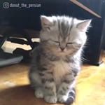 Diegoeichdi's tweet photo. Waking up confused when nap turns into hours. 🐱 Follow 9gag
-
-
📹 donut_the_persian
-
-
#9gag
#persiancat #kitten #fluff #relatable #powern… https://t.co/jaB1Atkf8C