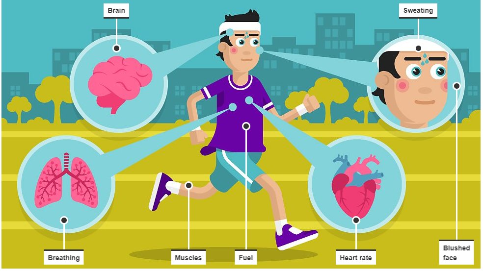 Sport_England's tweet photo. What happens to the body when you exercise? Great interactive guide from the BBC's Terrific Scientific team. 

➡️https://t.co/gGRr7l1ns7 https://t.co/wAAi3v4olL