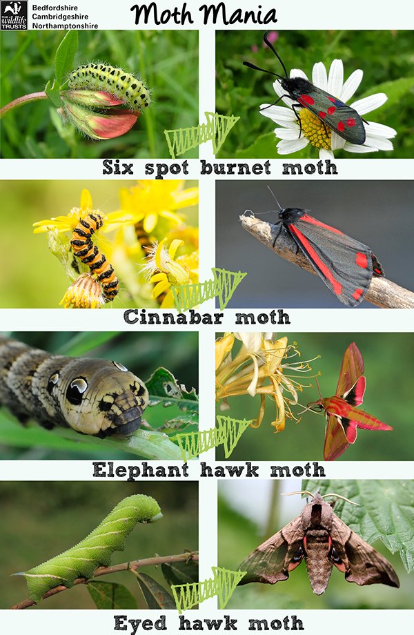 Lots of people sending us queries about caterpillars they're seeing in their gardens; might well be one of these beauties #mothmania