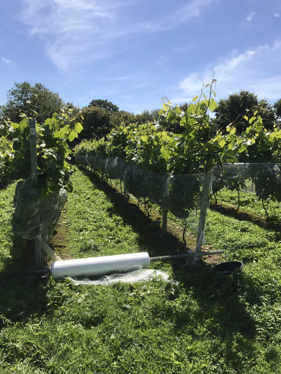 offthelinewine's tweet image. Hey birds! We dare you ...