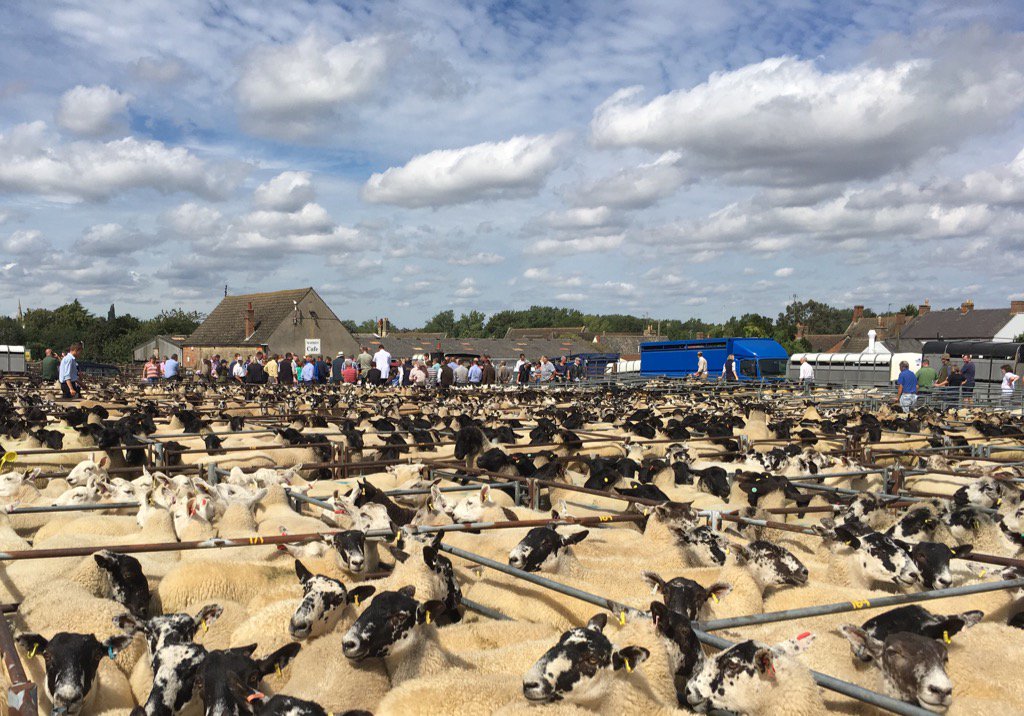 It's a busy day <a href="/Bletsoes/">Bletsoes</a> Thrapston Market for the first Autumn 2017 Breeding Sheep Sale #sheep #Livestock