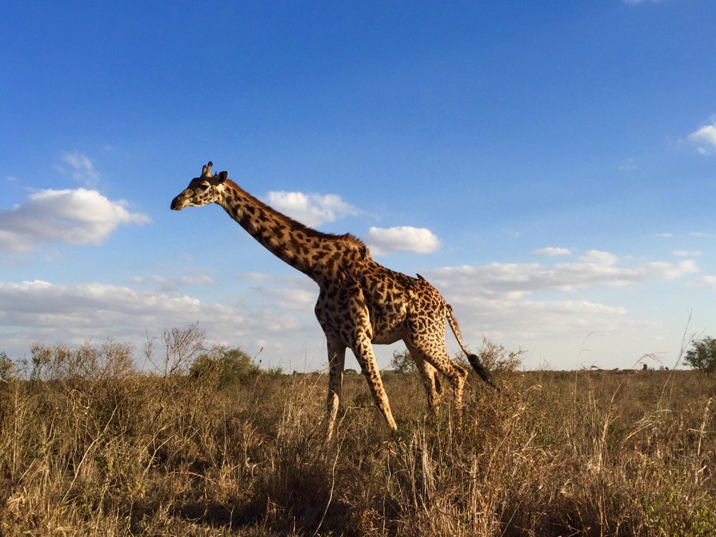 paulakahumbu's tweet photo. Everyday is special in Nairobi Park - like Zebras, giraffe have unique individual patterns. #BestCommuteInTheWorld https://t.co/nWAZdnFfWd