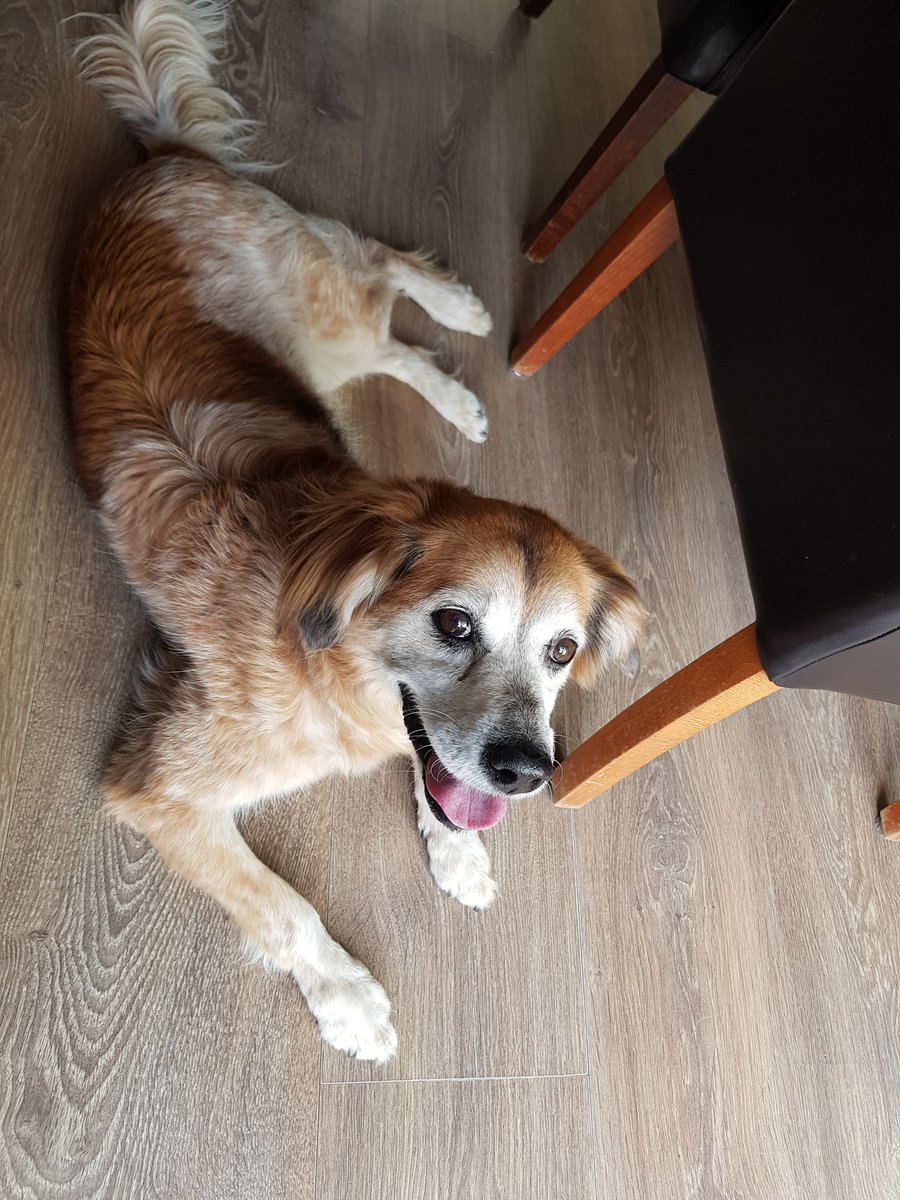 Van wie is deze hond? Wijk8 Urk . Graag rt Urk.