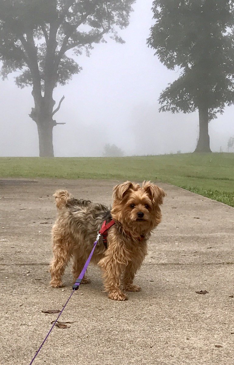 Realityisgoals's tweet photo. My little #Yorkie Teddy Bear Joey! He's starting 2 have difficulties &amp; on new meds😢! He has my 💙! #Dog #DogLover #Furevermine he hates pics😜 https://t.co/TgyRgIOinW