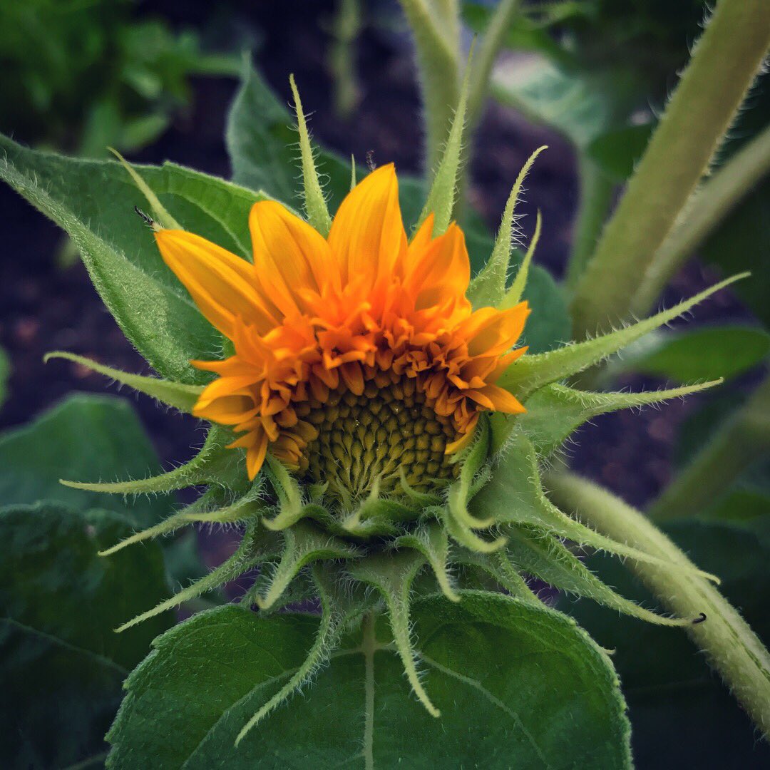 bicboston's tweet photo. ALwAys tAkE timE tO EnjOy fLOwErs sUrrOUnding mE🌻🌼#arsenalgarden #sunflower #morningglory #wakeupandyoga #lovefornature https://t.co/uxdYbpIWQ4