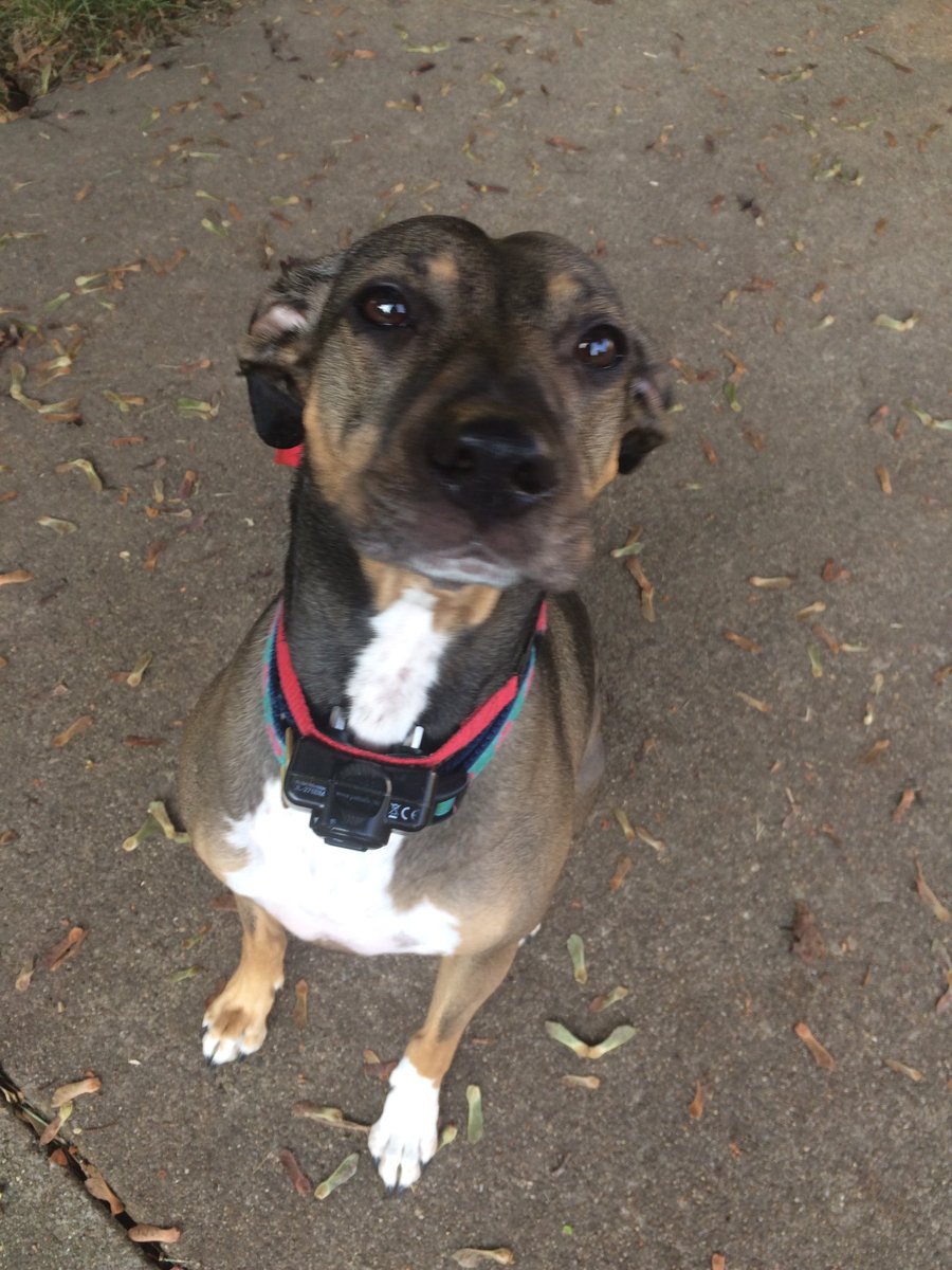 1334MLV's tweet image. Someone is crying for her girls who have left for school. #summerisover #sadpuppy @whippetmix