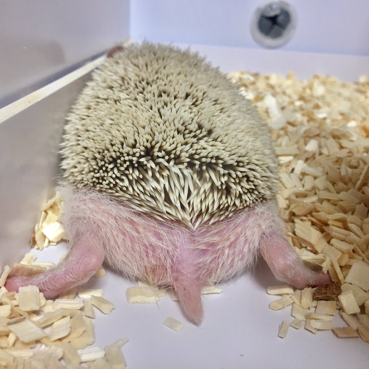 ハリネズミ ハリネズミ（イギー）