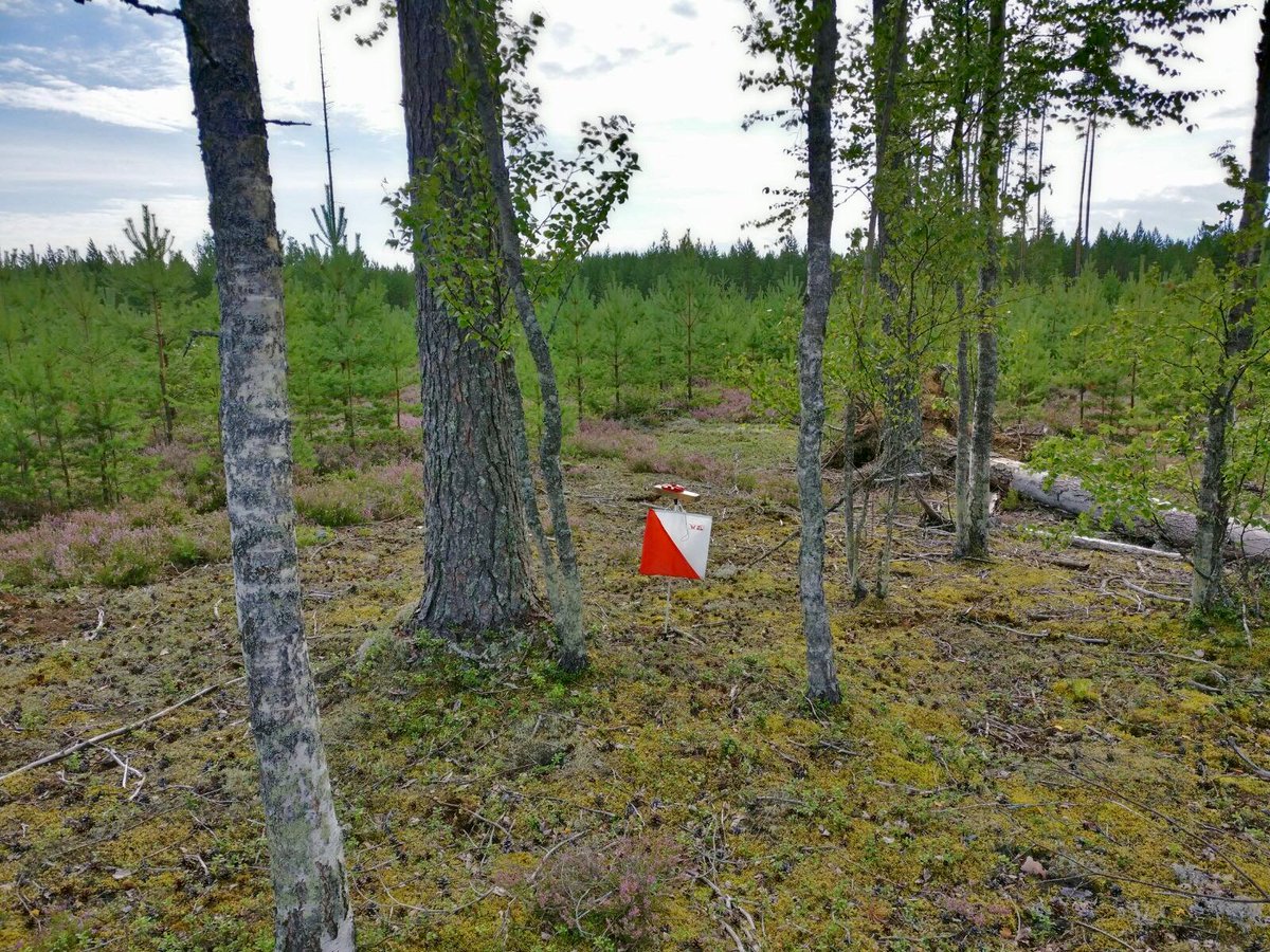 Huomisen kuntorastien rm <a href="/heva68/">Petri Vainio</a> sai taiteilijanvapauksia ja homma lähti laukalle. Pisin rata 17 km! kalevanrasti.myclub.fi/flow/events/51… #suunnistus