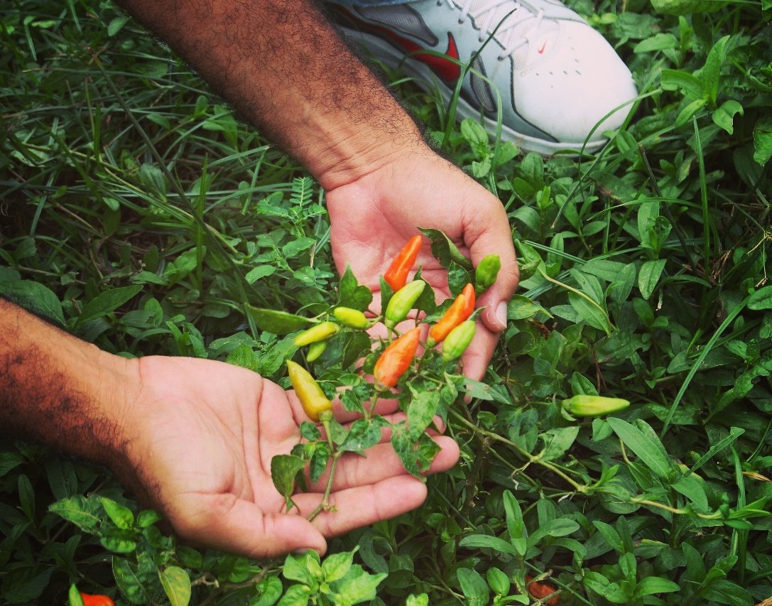 Pequeños productores recogen sus frutos, tras el trabajo realizado con asistencia técnica que brinda <a href="/umatacartagena/">RUTH CASTELLAR SERRA</a>