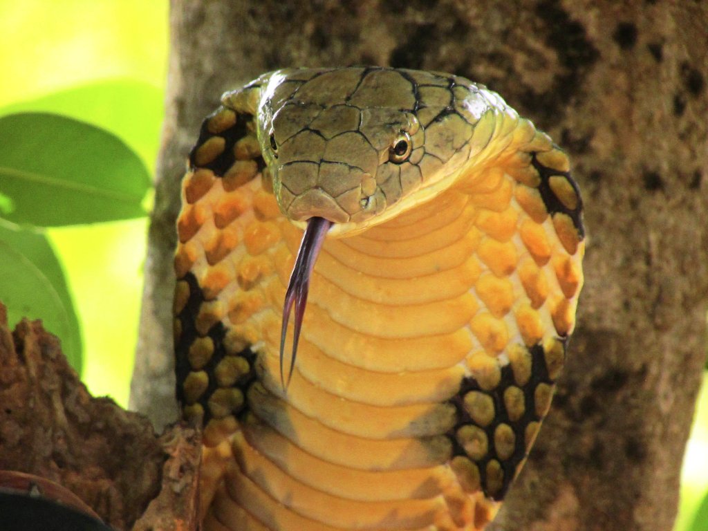 SmithsonianChan photo