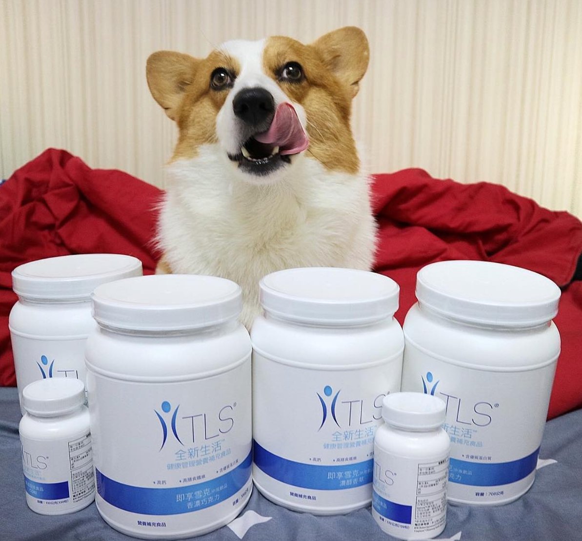 TLSWeightLoss's tweet photo. We give you puppies because we care 💙

#tlsslim #corgi https://t.co/E0xHRWevpP