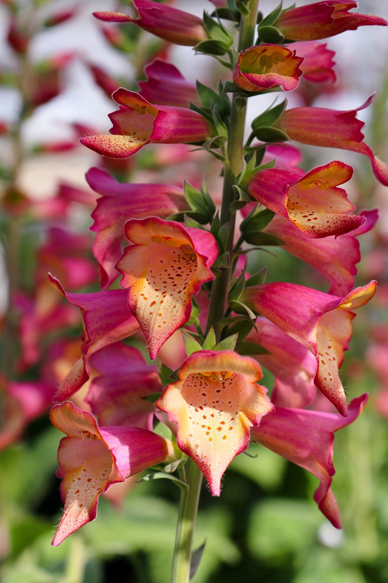 Florensis tweet media