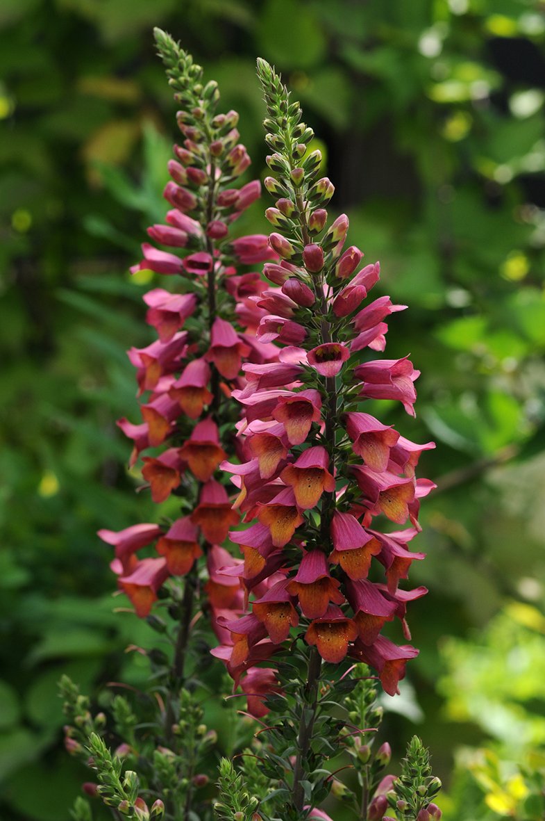 Florensis tweet media