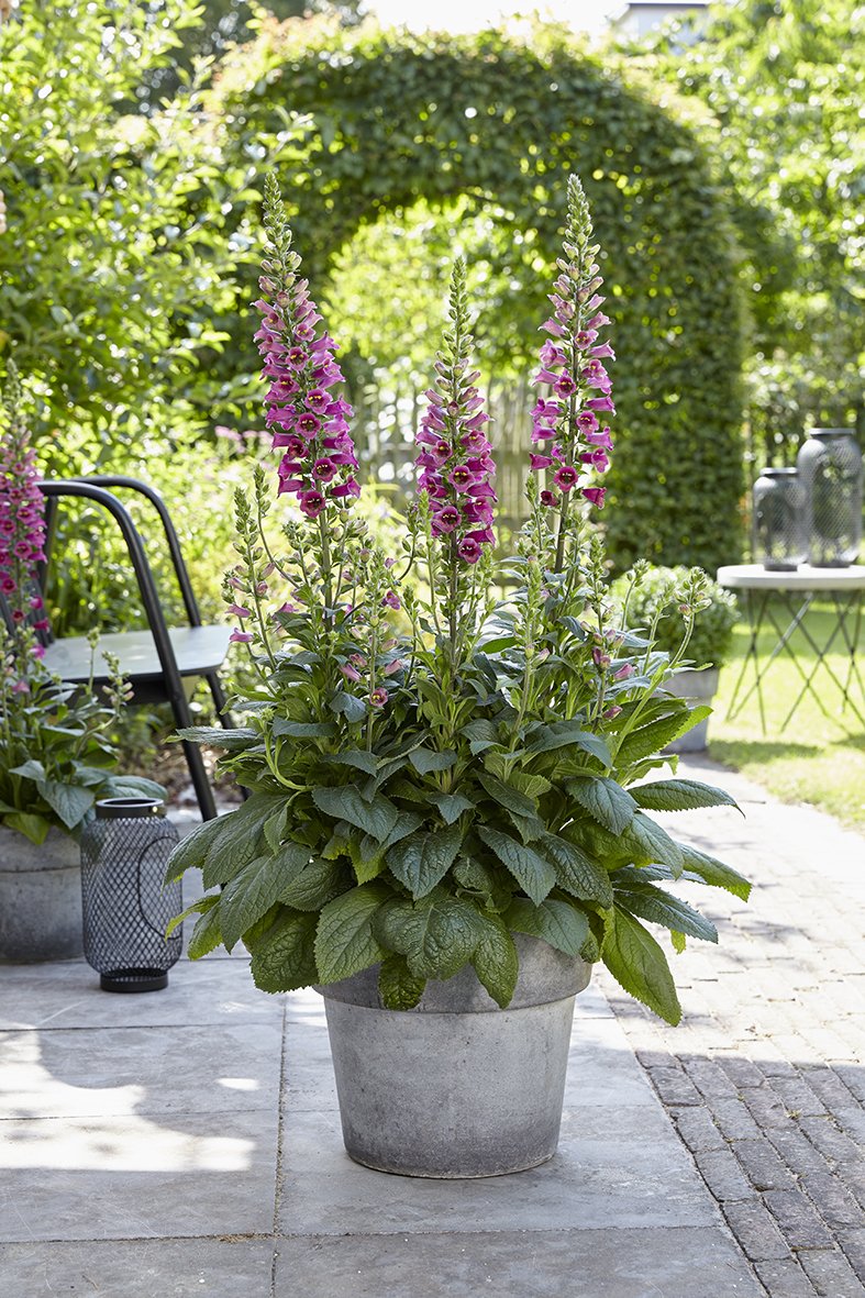 Florensis tweet media