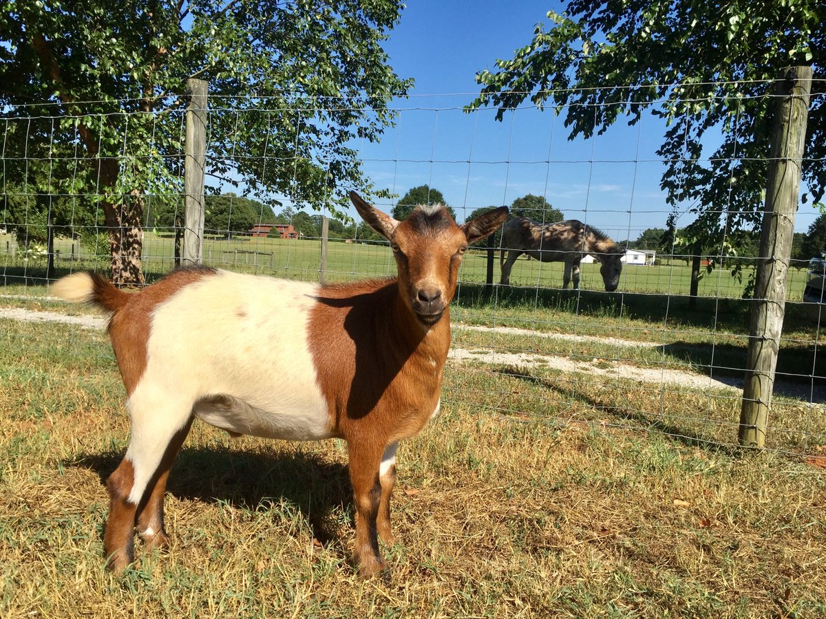 Farm of the Free Ⓥ tweet media