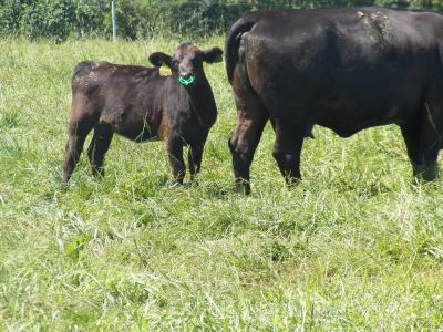 This two-step weaning process will keep the calf and cow healthy and stress-free. ➡️ ow.ly/gv8B30eawwC