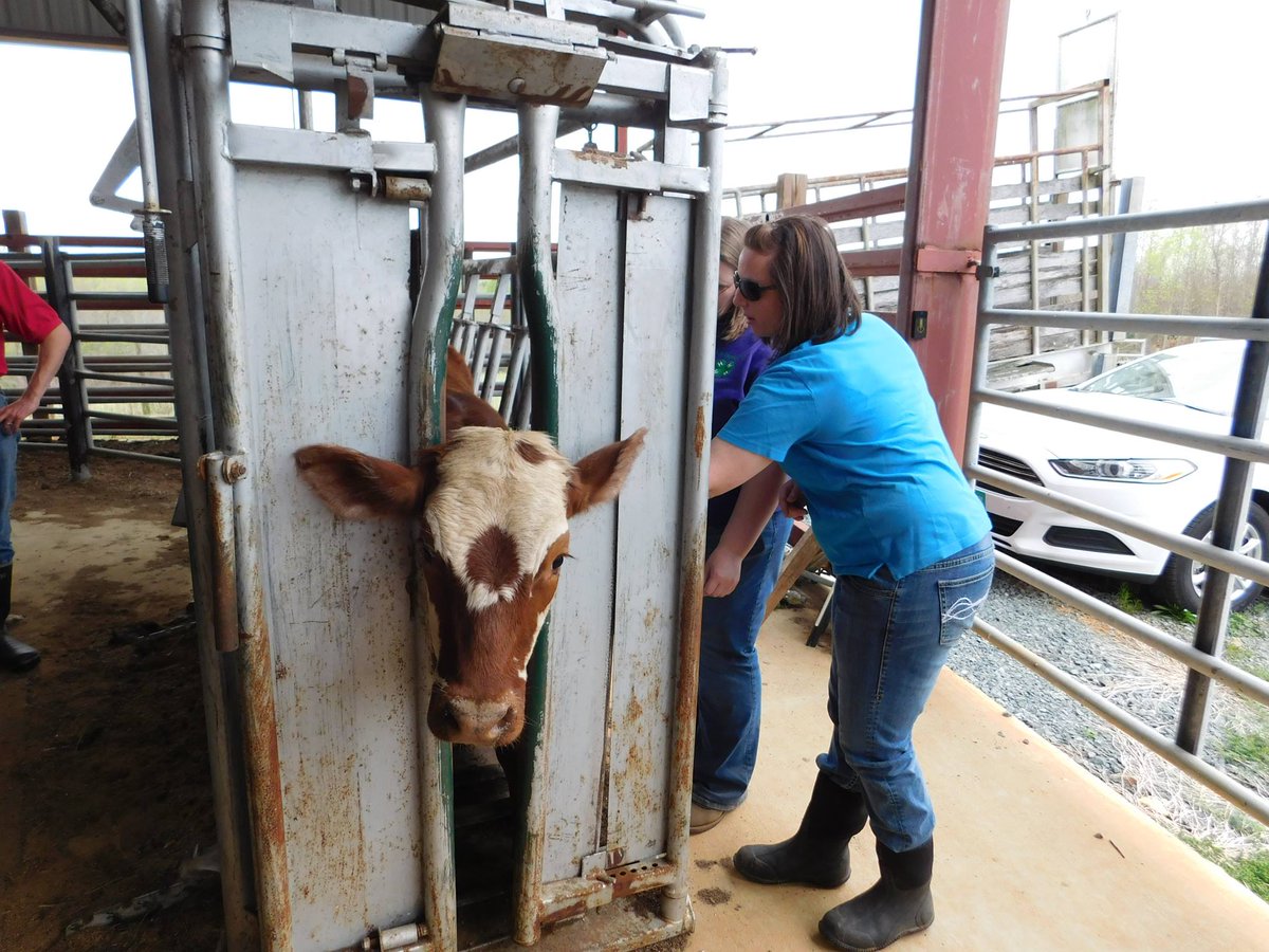 BeefCheckoff's tweet image. Thank you to all the hard-working #womeninag! Retweet and mention a #cattle farmer or rancher you know!