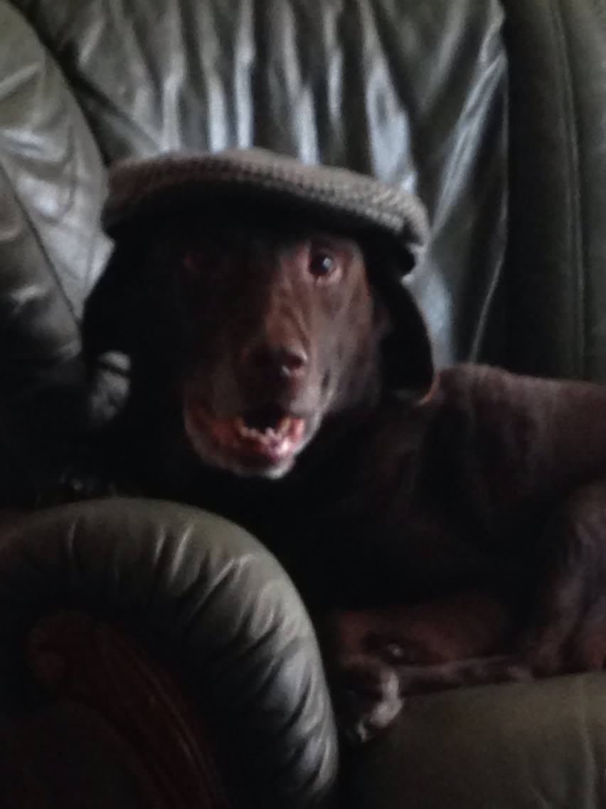 TbhBeckyx's tweet photo. @CrankGameplays My day is filled with three special dogs to pet but heres just one. This is Harry the oldest out of all of them. https://t.co/1cTv00Hj47