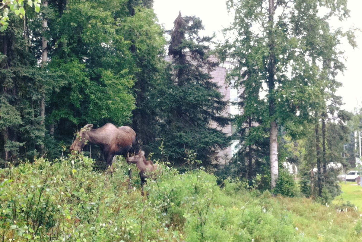 uaanchorage's tweet photo. Stopping by campus for #WildlifeWednesday 🌲 Over by the science building... Be aware of your surroundings! https://t.co/IBePcGr90W