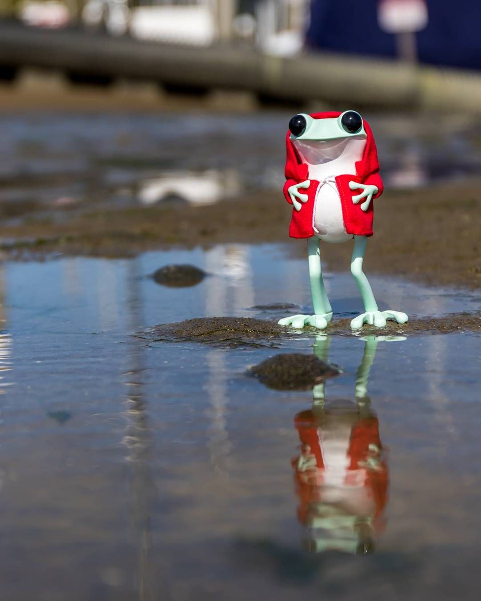 Ballou34's tweet photo. The frog found a puddle #Toys #ApoFrog #Apo #Frog #Vinyl #ArtToys #ArtToy #TwelveDot #Rain … https://t.co/DXHPesCscZ https://t.co/uyTPJlKb3v