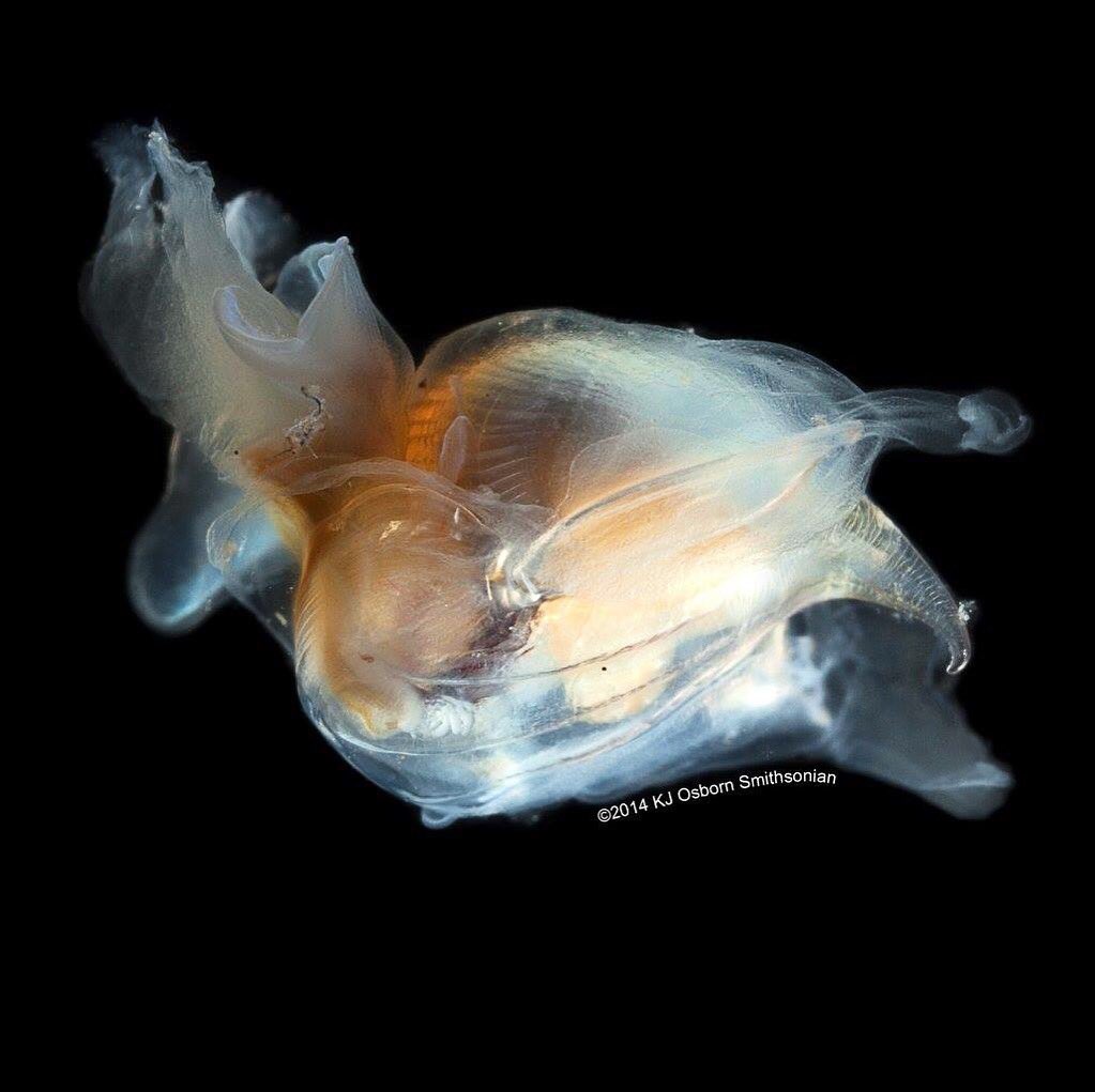 NMNH's tweet photo. The midwater snail Cavolinia is a tasty treat for their cousins, the sea angels, and the many 🐠🐟🐡 that prey on them. #StreamCodeSMS https://t.co/2BXHGOdGNB