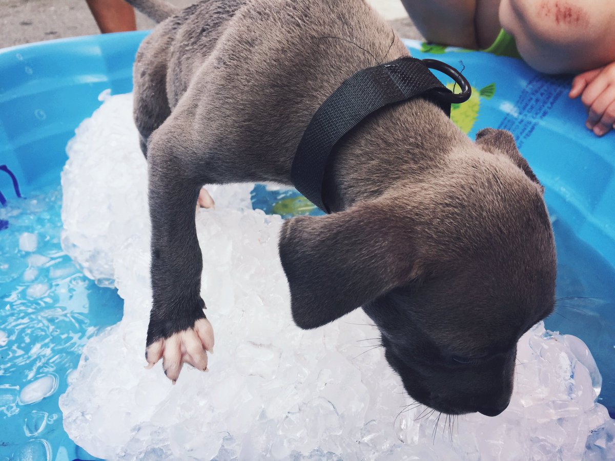 Goats, pigs, and dogs, oh my!