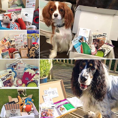 Salty Old Sea Dog tweet media