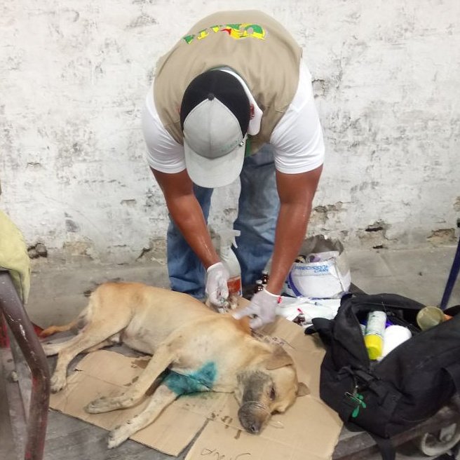 Con el apoyo de @policiamecar  atendimos a canino herido en el secror El Bosque.
#PorCartagena
#NosMueveLaProtecciónAnimal