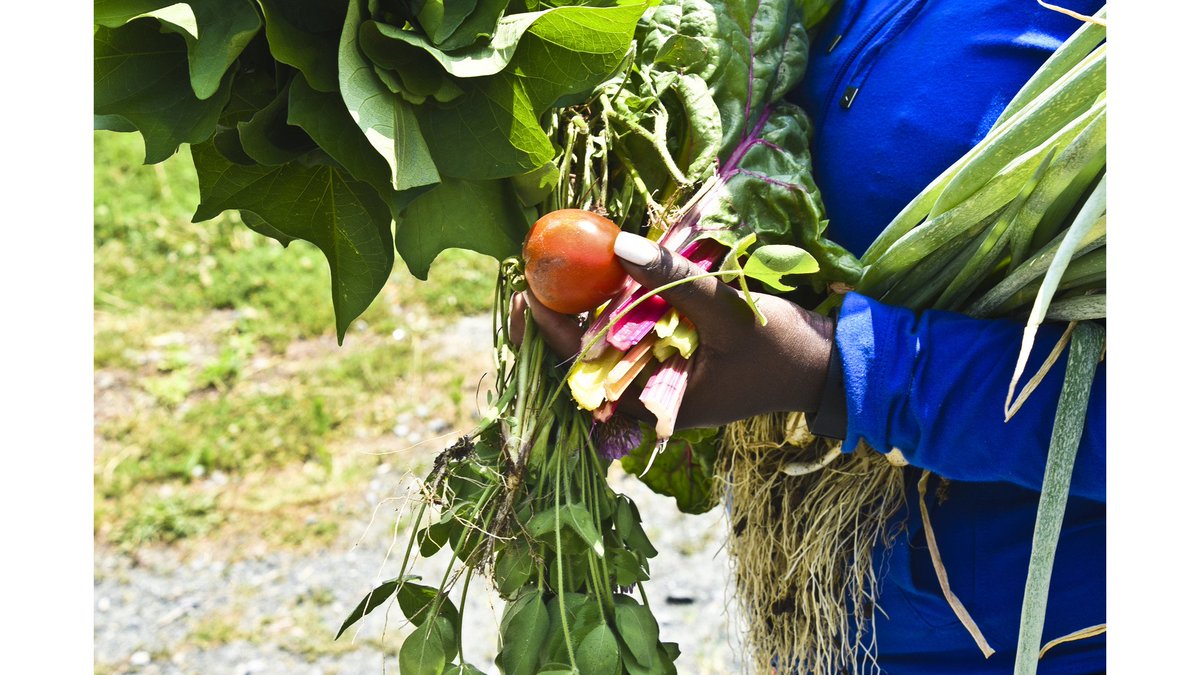 Fresh, Neighborhood-Grown: Whitelock Community Farm and Dovecote Café provide oasis in Reservoir Hill's food desert rightrelevance.com/search/article…