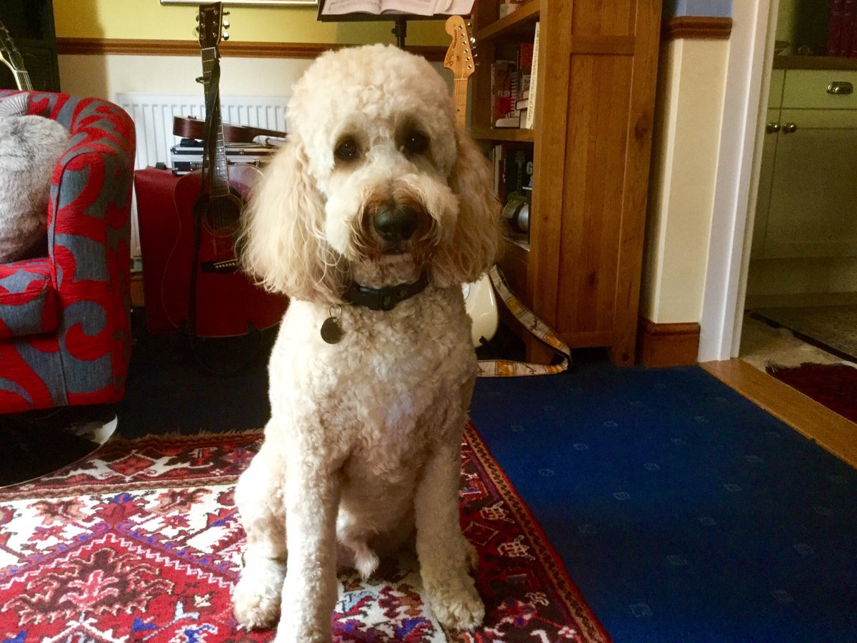ludoodle's tweet photo. This is me after groomers! https://t.co/HrzPCqqf3N