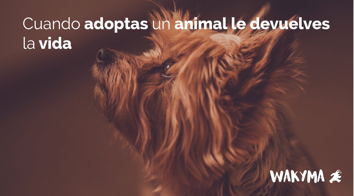 wakymaapp's tweet photo. Ellos siempre te lo agradecerán 🐶💚 https://t.co/x1hsU8e5dY
