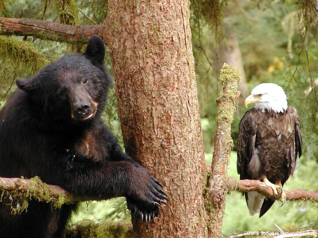 alaskawild's tweet photo. @KingKennyken They bring old friends together! #WhyWeNeedTreesIn5Words @TongassNF @forestservice https://t.co/9AiNriR8HX