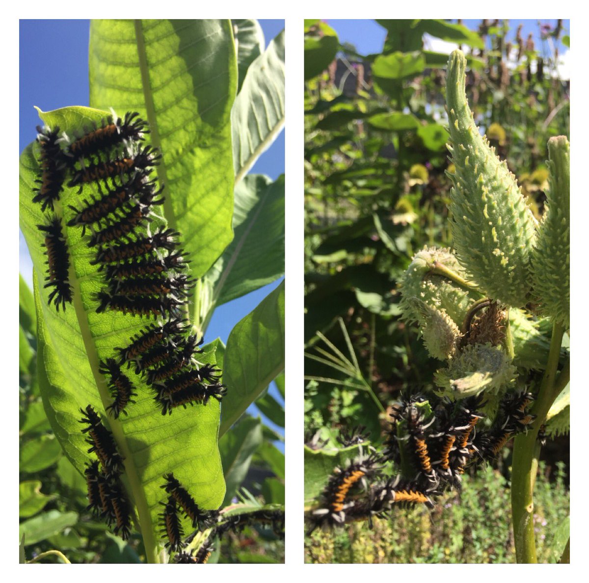 Found our milkweed covered in monarch caterpillars! #pollinatorsgonnapollinate