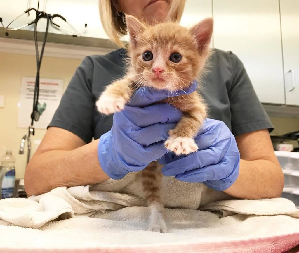 kittenxlady's tweet photo. Incredible news: since my session at @catconworldwide this weekend, a whopping ONE HUNDRED AND EIGHTY NINE (189) p… https://t.co/oGVXq0ZpwI https://t.co/ZnkIOOW0m7