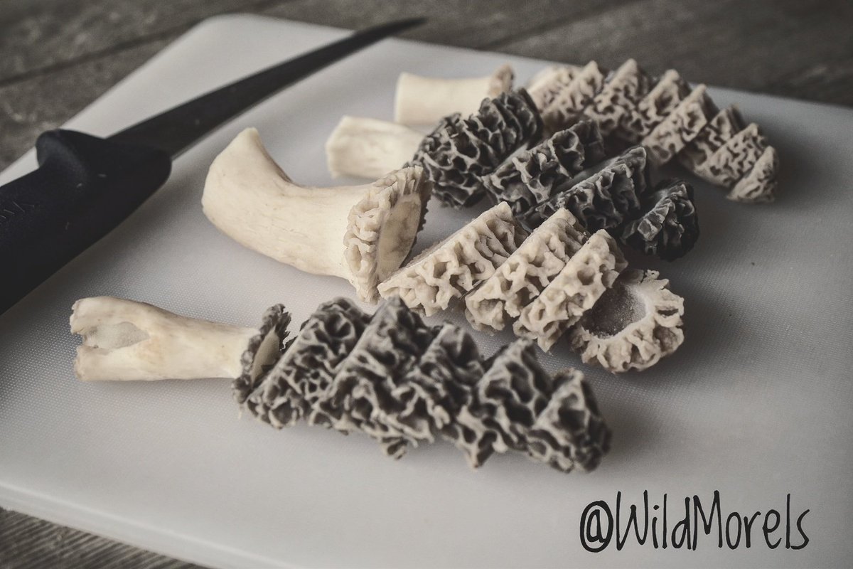 WildMorels's tweet photo. #chef #organic #wild #mycelium #morchella #wildmorels #cooking #food #foodphotography #yummy #foodporn #foodie #organicfood #fieldtofork 🍄 https://t.co/4cq0GVTPVC