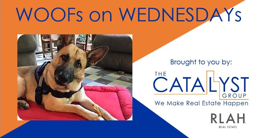 CatalystMetroDC's tweet photo. Want the royal treatment? Meet Duke!  @CapitolCanines wants you to check him out here https://t.co/iQGbDilYV1 https://t.co/Fh1Pm1eVVk