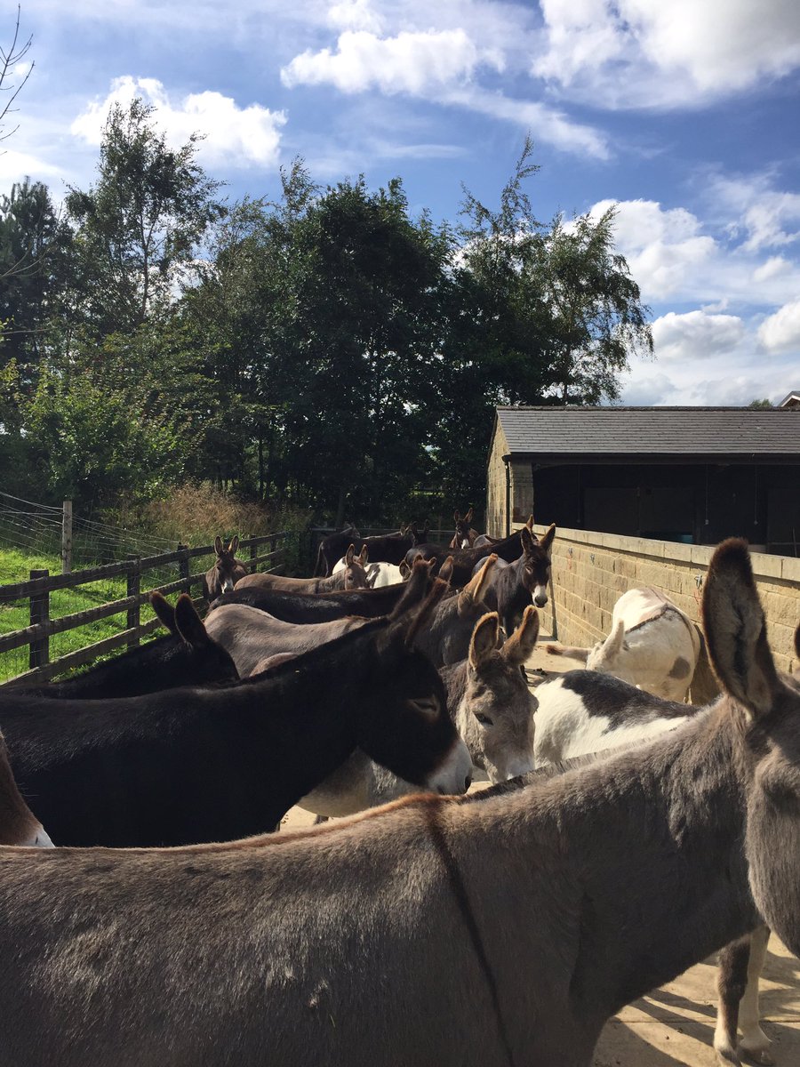 Reiss8Donkey's tweet photo. Had a productive and amazing day at @DonkeysLeeds working on the track and playing with the donkeys @challengeyorks https://t.co/I1bY85DlXN