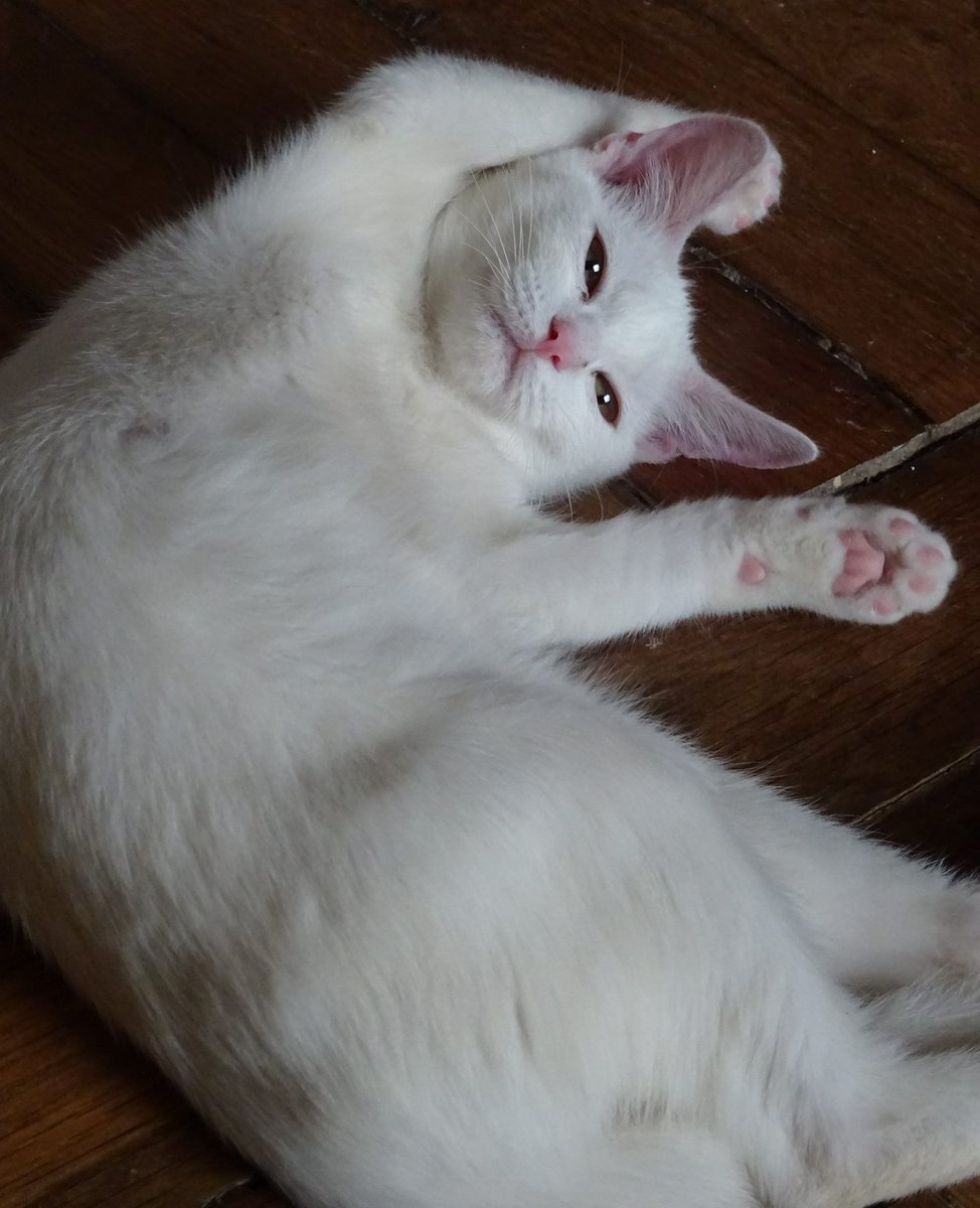 Association Sauve On Twitter Lys De 6 Mois Très