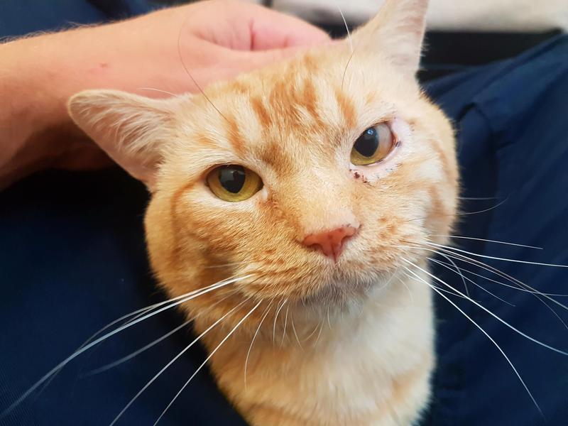 RSPCASheffield's tweet image. We can't believe that Jam still isn't reserved. He's such a gorgeous boy and seriously...look at that face! &amp;lt;3 ow.ly/4CU930eqyqA
