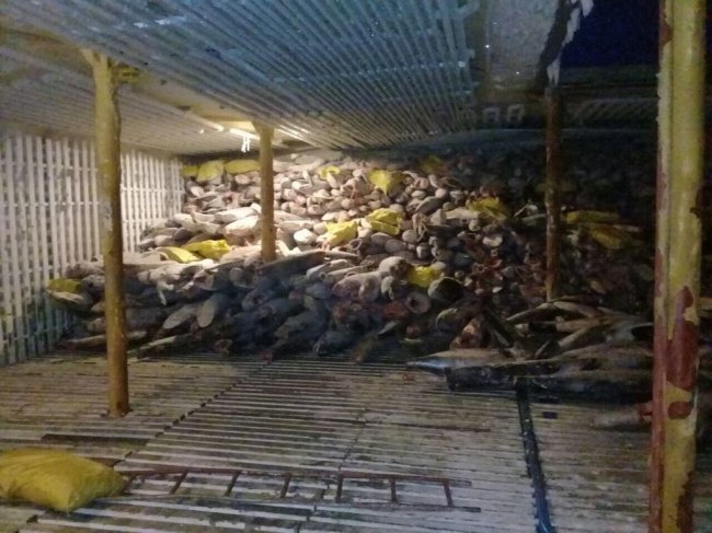 FishCascadia's tweet photo. A Chinese fishing vessel was caught in the Galapagos w/ 300 tons of illegal catch, including endangered marine life https://t.co/VRscSIl7r9 https://t.co/LJrqcQIVsF