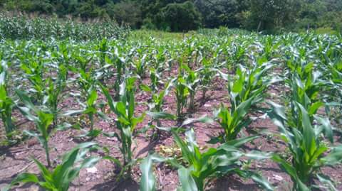 inapro_morelos's tweet photo. V6 escarda
#SeguroAgricola2017 https://t.co/ZgChIJqXoL