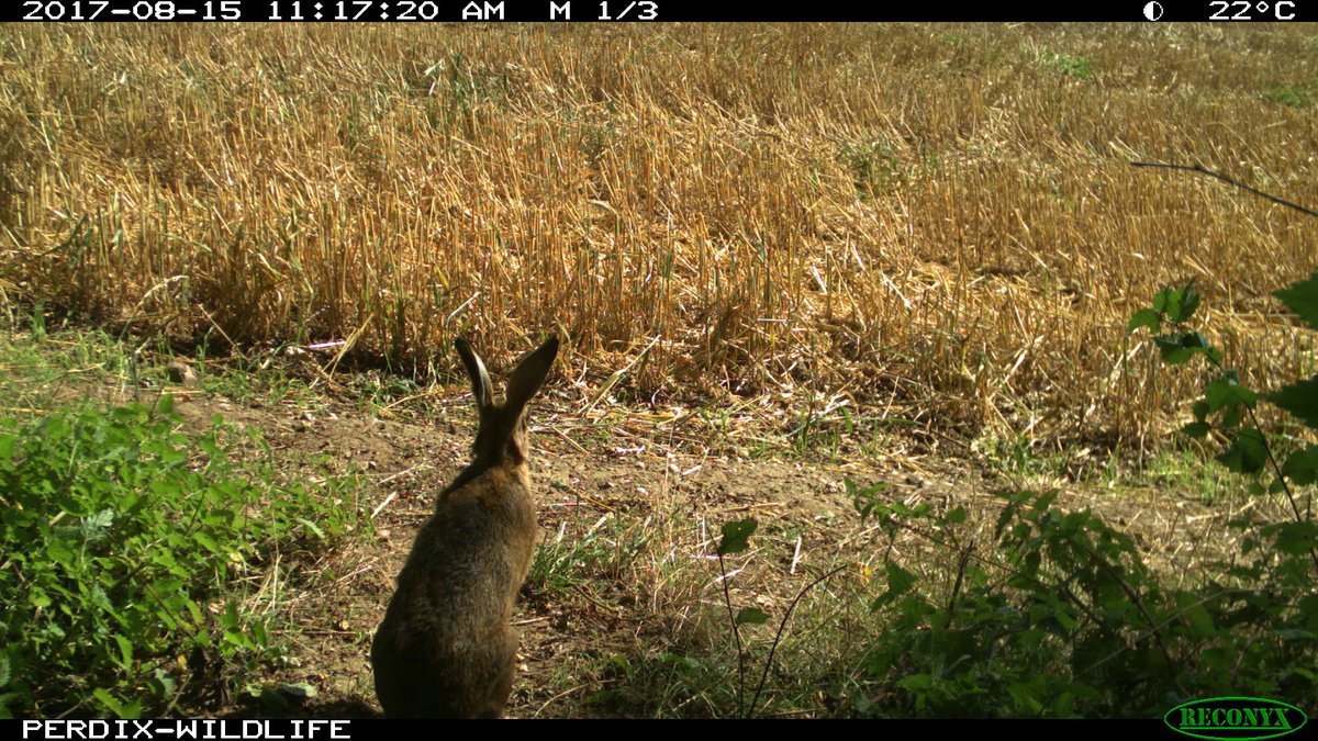 Perdix_TrailCam's tweet photo. Picture from the RECONYX HC550 Hyperfire trail camera and is available to buy from https://t.co/y244p7eXk0 https://t.co/ztdmcJZ9mV