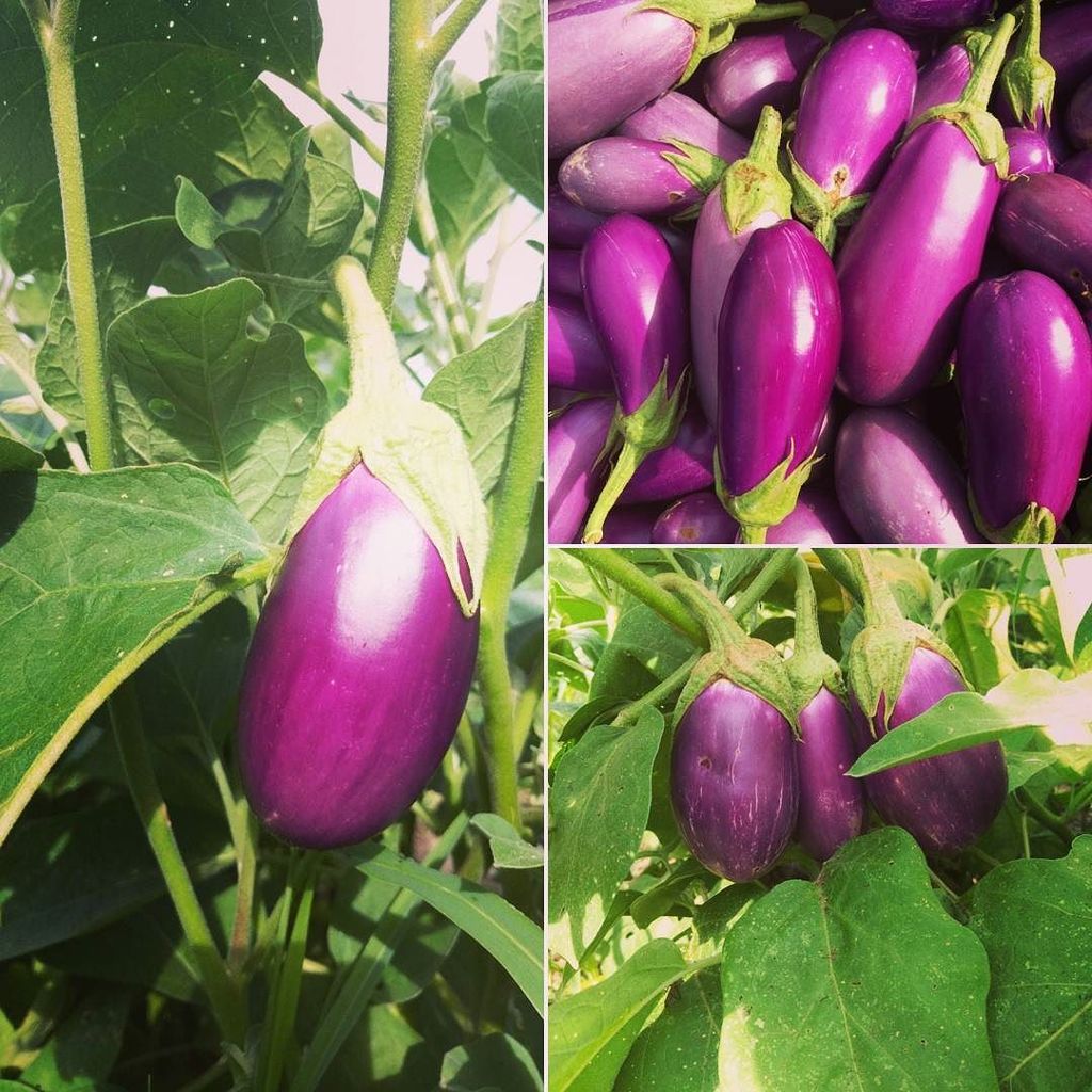 #toomanyeggplants #eggplantrecipes #eggplant #summerharvest #farmshareATX