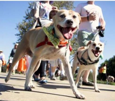 macombliteracy's tweet photo. Furry Fun Guaranteed!  Run, Walk &amp; Wag 2 Read! https://t.co/buUv7aj8Y6 https://t.co/GpVuKFfYZL